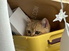 -瑞派康怡24h宠物医院·犬猫医疗中心·微创绝育(瑞景分院)