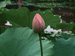 -陈家山荷花公园