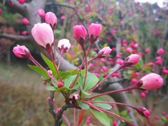 -昆山城市生态森林公园