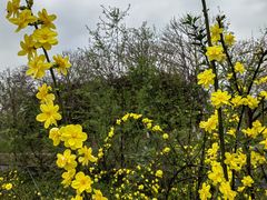 -两河城市森林公园