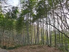 -上海佘山国家森林公园天马山园