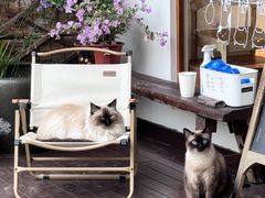 -有猫主题·治愈系猫咖(曾厝垵店)