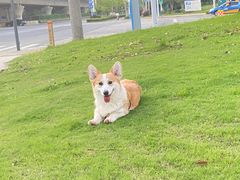-宠颐生宠物医院·犬猫全科·皮肤科(商业街店)