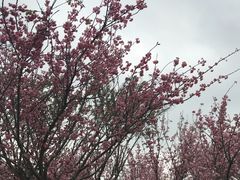 -天适樱花悠乐园