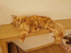 -猫腻·猫咖·撸猫馆(星光大道店)