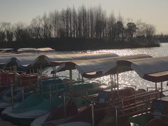 -杭州湾海上花田景区