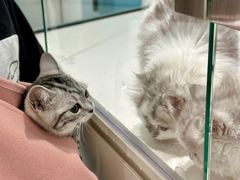 -babydoll猫舍·米努特·德文·缅因(久光中心店)