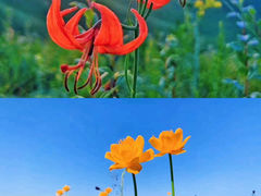-乌兰布统草原