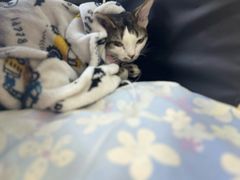 -达爱动物医院·犬猫分区·CT·复杂眼科(远洋山水分院)