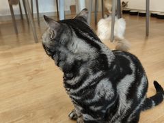 -有喵·猫咖·狗咖·30几只猫10只小狗(岗厦店)