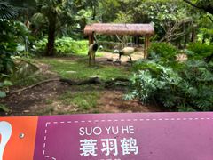 -深圳野生动物园