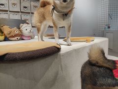 -柴务处·柴犬主题狗咖