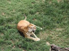 -西霞口神雕山野生动物世界