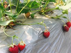 -田趣农庄草莓采摘园