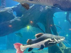 -华夏文旅海洋公园