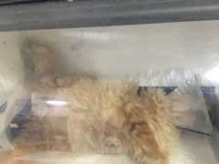 -西安京西宠物医院·瘫痪·疑难杂症