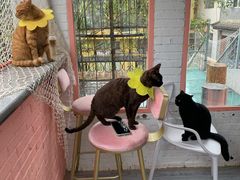 -喵屿·大理花园猫咖