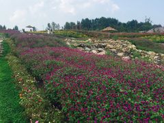 -北纬44度·金珠花海休闲农业旅游景区