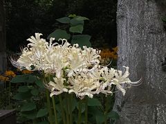 -老山国家森林公园