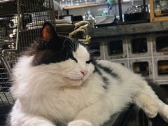-自由生长植物工作室(深港花卉中心店)