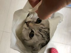 -瑞派动物医院·猫专科·至诚(江南中分院)