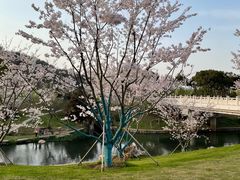-羊山湖公园