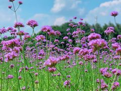 -山明水秀大饭店