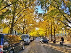 -三里屯东五街银杏大道