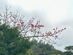 -深圳仙湖植物园