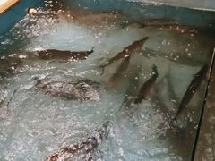 -醉美东江·三文鱼·烧鸡公