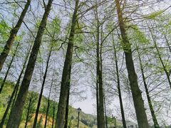 -东白山