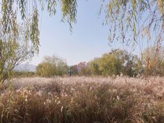 -长兴太湖图影湿地文化园