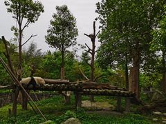 -都江堰中华大熊猫苑