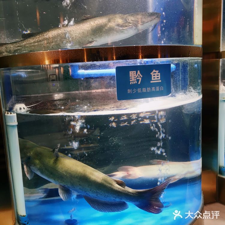 肥肠和鱼的完美搭配:绝对不能错过