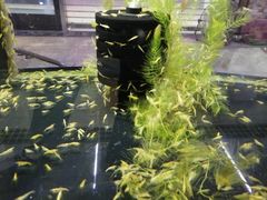 -中环花鸟鱼虫市场