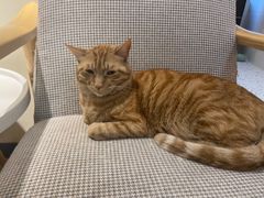 -滚猫咖啡·猫咖·猫友好撸猫(未来城店)