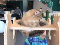 -飞行喵MR PILOT|猫舍·猫咖(静安大融城店)