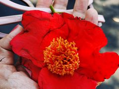 -华南国家植物园-售票处