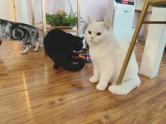 -这儿没有猫·猫咖萌宠馆·撸猫