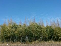 -黄海国家森林公园