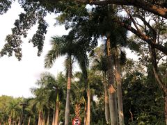 -深圳仙湖植物园
