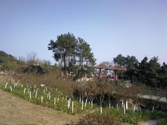 -铁山坪森林公园