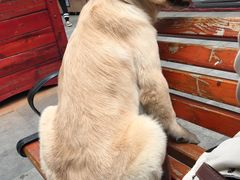 -伟伟宠物医院·瑞派猫友好医院·猫科(光谷店)