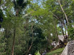 -西双版纳原始森林公园