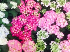 -双季花艺园艺市场(浦东店)
