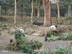 -都江堰中华大熊猫苑