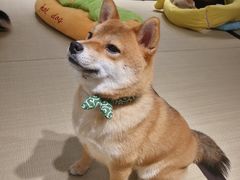 -逗柴咖啡屋·狗咖猫咖宠物桌游