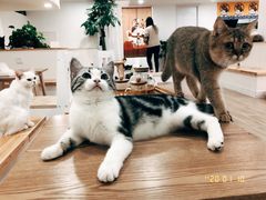 -李小姐の猫咖啡馆(五角场店)