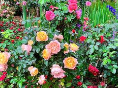 -人民公园(罗湖区)