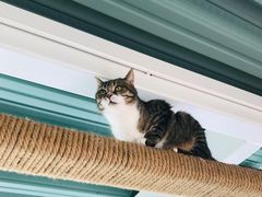 -喵屿·大理花园猫咖